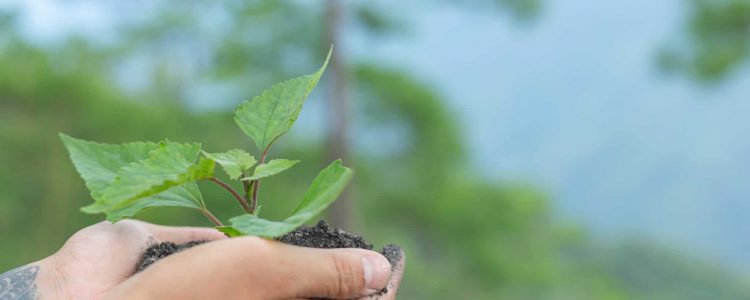 hands of trees growing seedlings.